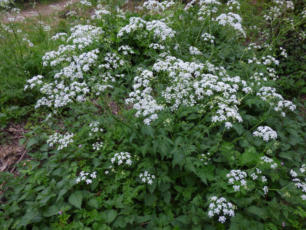 Anthriscus sylvestris